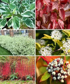 Fire and Ice Dogwood Seeds - Cornus Alba Shrub Tree, 25 Seeds, Red Bark, White Flowers - Image 1