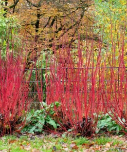 Fire and Ice Dogwood Seeds - Cornus Alba Shrub Tree, 25 Seeds, Red Bark, White Flowers - Image 8