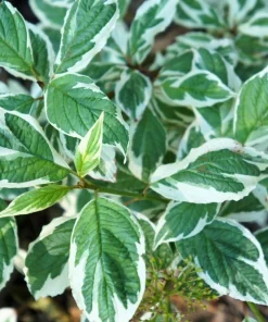 Fire and Ice Dogwood Seeds - Cornus Alba Shrub Tree, 25 Seeds, Red Bark, White Flowers - Image 9