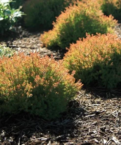 Fire Chief Arborvitae Live Plant – 4" Pot – Thuja occidentalis – Outdoor Shrub - Image 2