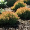 Fire Chief Arborvitae Live Plant – 4" Pot – Thuja occidentalis – Outdoor Shrub - Image 1