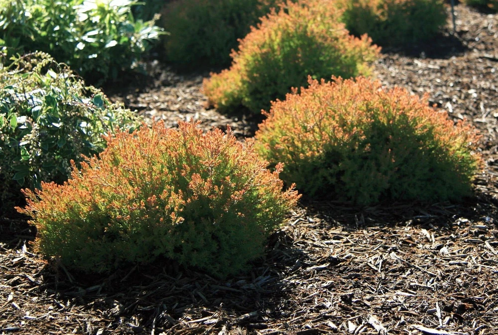 Fire Chief Arborvitae Live Plant – 4" Pot – Thuja occidentalis – Outdoor Shrub - Image 1