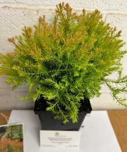 Fire Chief Globe Arborvitae Live Plant – 1 Quart Pot – Dwarf Evergreen Shrub - Image 2