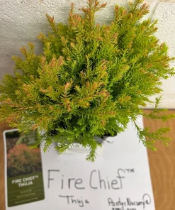 Fire Chief Globe Arborvitae Live Plant – 1 Quart Pot – Dwarf Evergreen Shrub - Image 3