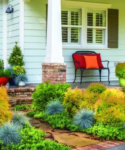 Fire Chief Globe Arborvitae Live Plant – 1 Quart Pot – Dwarf Evergreen Shrub - Image 4