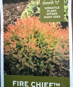 Fire Chief Globe Arborvitae Live Plant – 1 Quart Pot – Dwarf Evergreen Shrub - Image 1