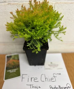 Fire Chief Globe Arborvitae Live Plant – 1 Quart Pot – Dwarf Evergreen Shrub - Image 5