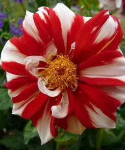 Fire & Ice Anemone Flowering Dahlia Root Clump – Bold Red & White Pattern – 30-50" Tall - Image 2