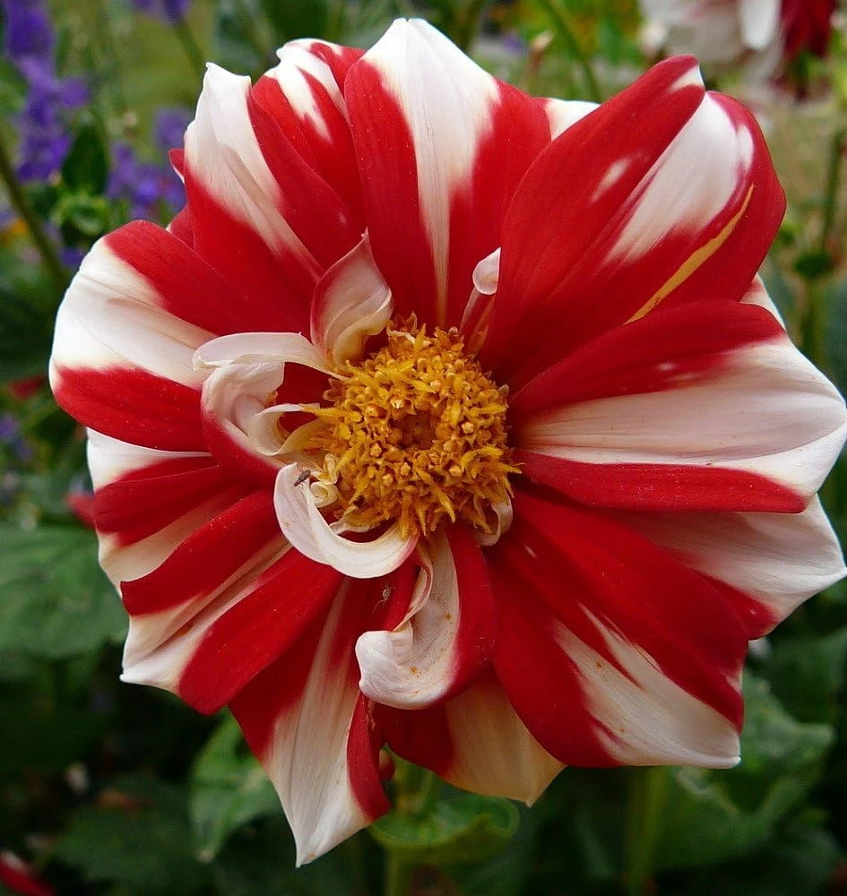 Fire & Ice Anemone Flowering Dahlia Root Clump – Bold Red & White Pattern – 30-50" Tall - Image 2
