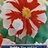 Fire & Ice Anemone Flowering Dahlia Root Clump – Bold Red & White Pattern – 30-50" Tall - Image 1