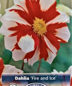 Fire & Ice Anemone Flowering Dahlia Root Clump – Bold Red & White Pattern – 30-50