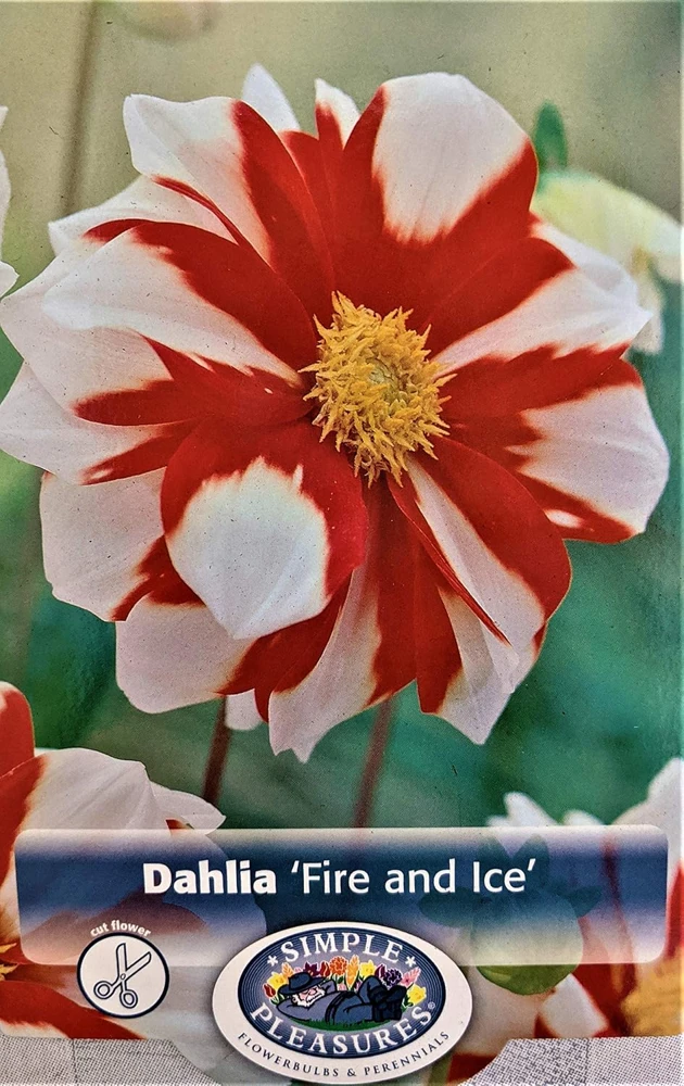 Fire & Ice Anemone Flowering Dahlia Root Clump – Bold Red & White Pattern – 30-50" Tall - Image 1