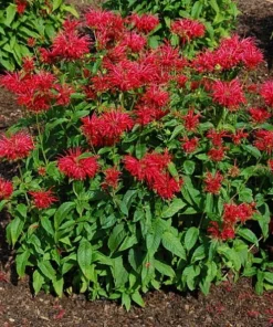Fire Marshall Bee Balm Live Plant – Monarda Perennial – Gallon Pot – Outdoor - Image 2