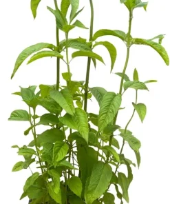 Fire Marshall Bee Balm Live Plant – Monarda Perennial – Gallon Pot – Outdoor - Image 3