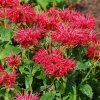 Fire Marshall Bee Balm Live Plant – Monarda Perennial – Gallon Pot – Outdoor - Image 1