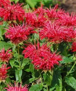 Fire Marshall Bee Balm Live Plant – Monarda Perennial – Gallon Pot – Outdoor - Image 1