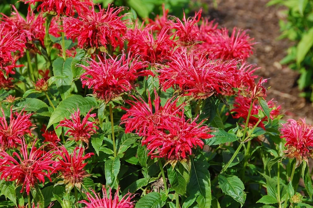 Fire Marshall Bee Balm Live Plant – Monarda Perennial – Gallon Pot – Outdoor - Image 1