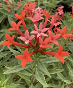 Firecracker Bush Live Plant - Estrellita Little Star Bouvardia - 4" Pot - Image 2