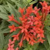 Firecracker Bush Live Plant - Estrellita Little Star Bouvardia - 4" Pot - Image 1
