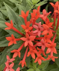 Firecracker Bush Live Plant - Estrellita Little Star Bouvardia - 4
