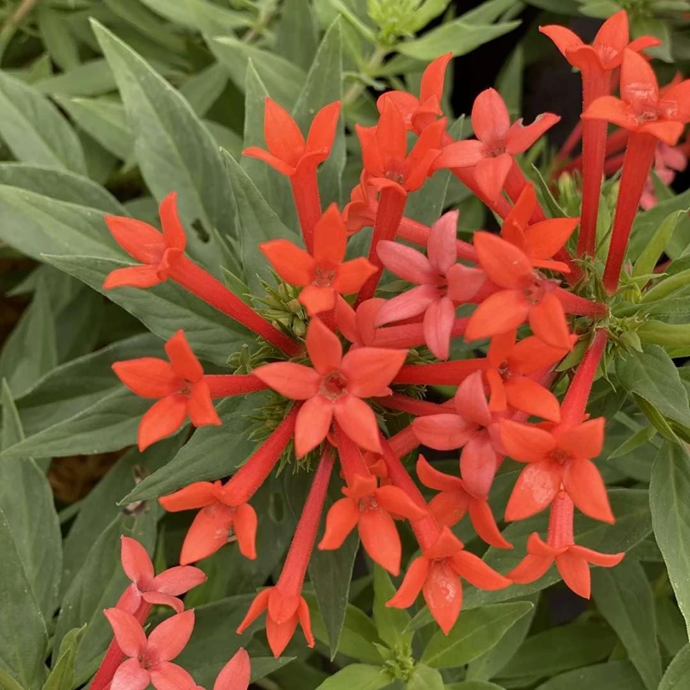 Firecracker Bush Live Plant - Estrellita Little Star Bouvardia - 4" Pot - Image 1