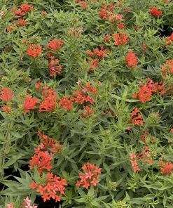 Firecracker Bush Live Plant - Estrellita Little Star Bouvardia - 4