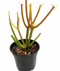 Firesticks Pencil Cactus Live Plant – Euphorbia tirucalli – 6 inch Pot – Indoor - Image 2