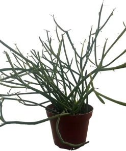 Firesticks Pencil Cactus Live Plant - Euphorbia tirucalli - 4" Pot - Indoor/Outdoor - Image 2