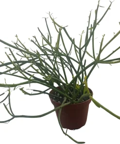 Firesticks Pencil Cactus Live Plant - Euphorbia tirucalli - 4