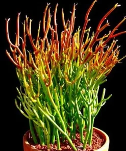 Firesticks Pencil Cactus Live Plant – Euphorbia tirucalli – 6 inch Pot – Indoor - Image 3