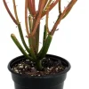 Firesticks Pencil Cactus Live Plant - Euphorbia tirucalli - 4" Pot - Indoor/Outdoor - Image 1