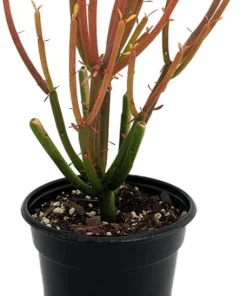 Firesticks Pencil Cactus Live Plant - Euphorbia tirucalli - 4