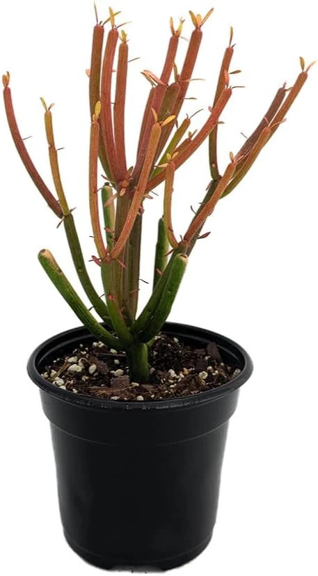 Firesticks Pencil Cactus Live Plant - Euphorbia tirucalli - 4" Pot - Indoor/Outdoor - Image 1