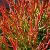 Firesticks Pencil Cactus Live Plant – Euphorbia tirucalli – 6 inch Pot – Indoor - Image 1