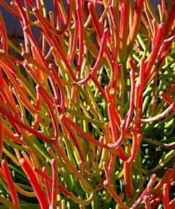 Firesticks Pencil Cactus Live Plant – Euphorbia tirucalli – 6 inch Pot – Indoor - Image 1