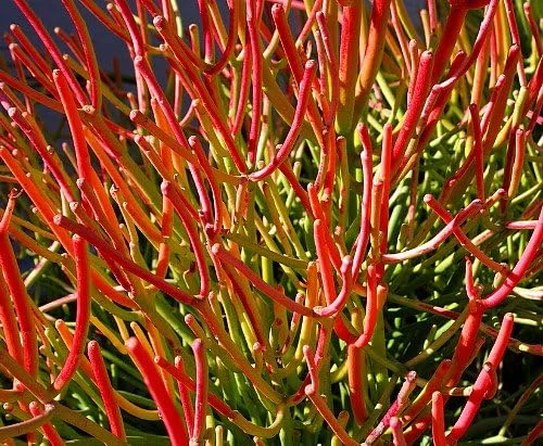 Firesticks Pencil Cactus Live Plant – Euphorbia tirucalli – 6 inch Pot – Indoor - Image 1
