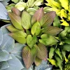 First Blush Hosta Live Plant – Green with Red Edges – 4 inch Pot – Outdoor Shade - Image 1