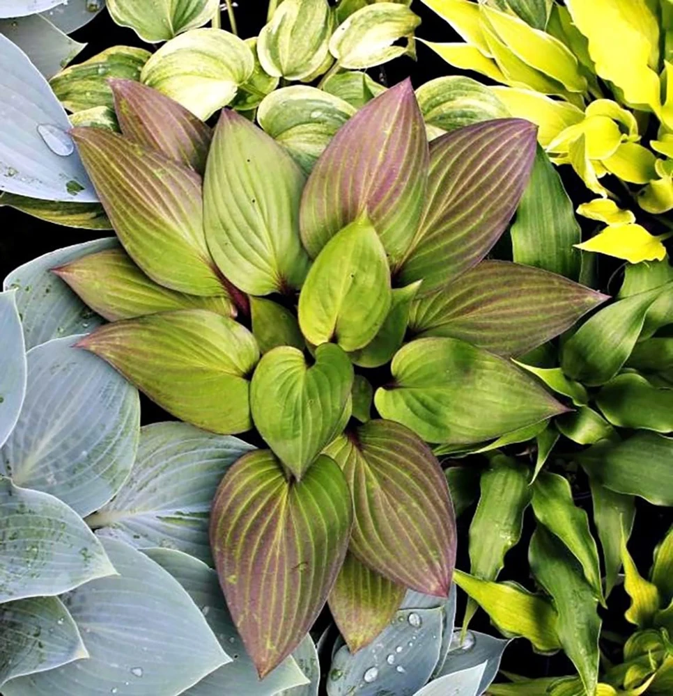 First Blush Hosta Live Plant – Green with Red Edges – 4 inch Pot – Outdoor Shade - Image 1
