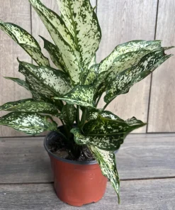 First Diamond Aglaonema, White Aglanoema, Osaka in 6” pot - Image 2