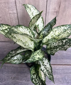 First Diamond Aglaonema, White Aglanoema, Osaka in 6” pot - Image 3