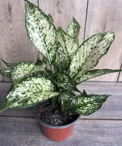 First Diamond Aglaonema, White Aglanoema, Osaka in 6” pot - Image 4