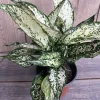 First Diamond Aglaonema, White Aglanoema, Osaka in 6” pot - Image 1
