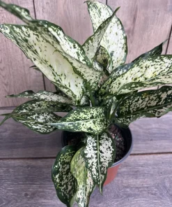 First Diamond Aglaonema, White Aglanoema, Osaka in 6” pot - Image 1