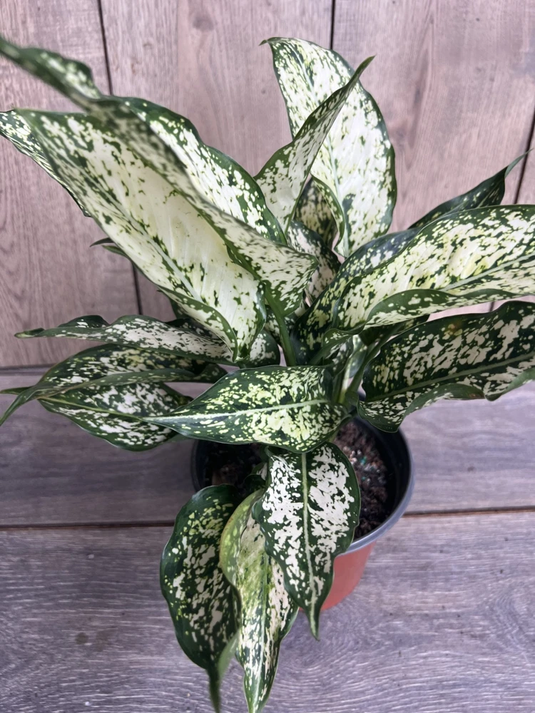 First Diamond Aglaonema, White Aglanoema, Osaka in 6” pot - Image 1