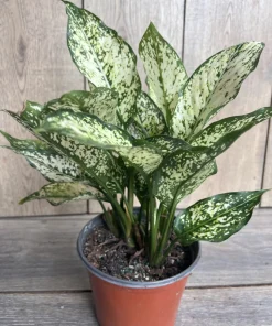 First Diamond Aglaonema, White Aglanoema, Osaka in 6” pot - Image 5