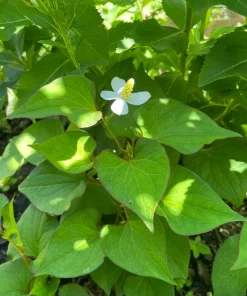 Fish Mint Houttuynia Cordata Bare Root Plants - 10 Count Outdoor Herb - Image 2