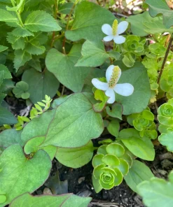 Fish Mint Houttuynia Cordata Bare Root Plants - 10 Count Outdoor Herb - Image 3