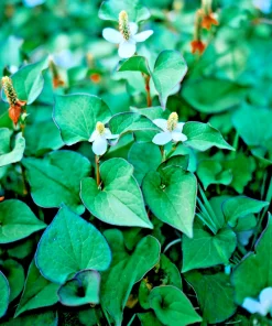 Fish Mint Houttuynia Cordata Bare Root Plants - 10 Count Outdoor Herb - Image 4
