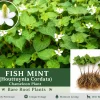 Fish Mint Houttuynia Cordata Bare Root Plants - 10 Count Outdoor Herb - Image 1