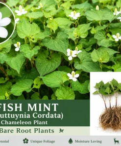 Fish Mint Houttuynia Cordata Bare Root Plants - 10 Count Outdoor Herb - Image 1